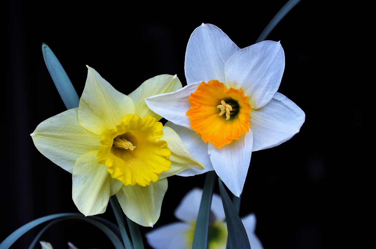 Narcis