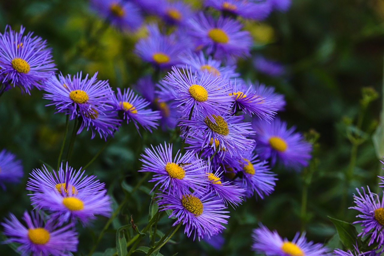 Aster
