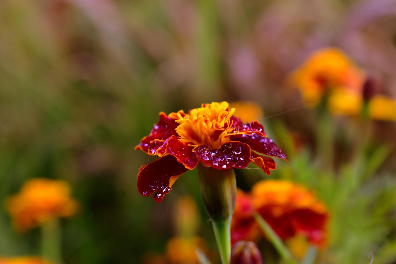 Marigold
