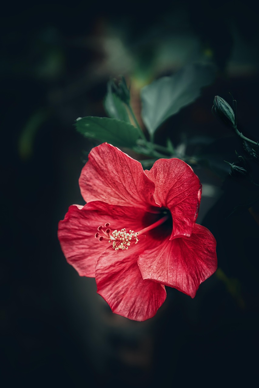 Hibisk