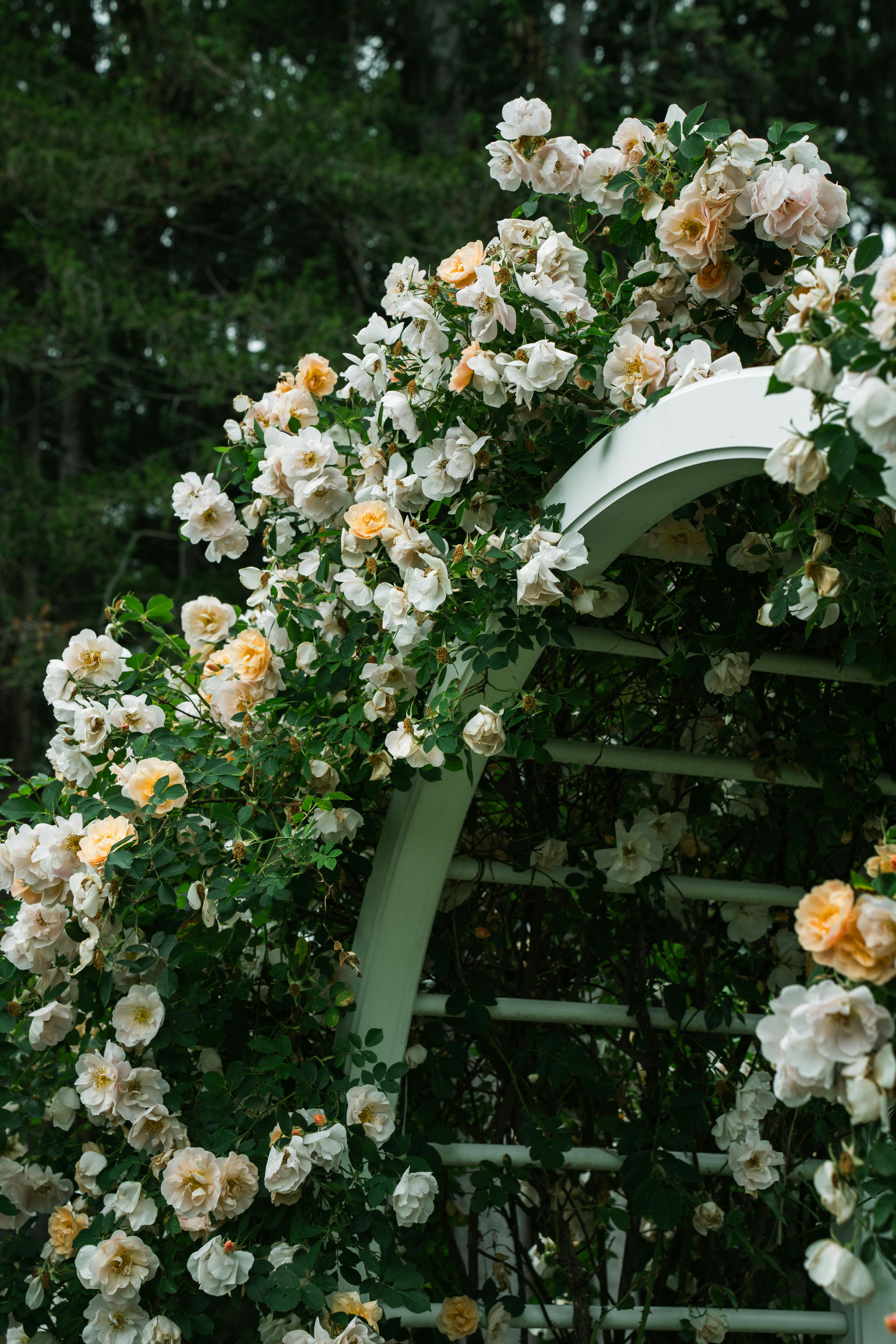 Garden 2