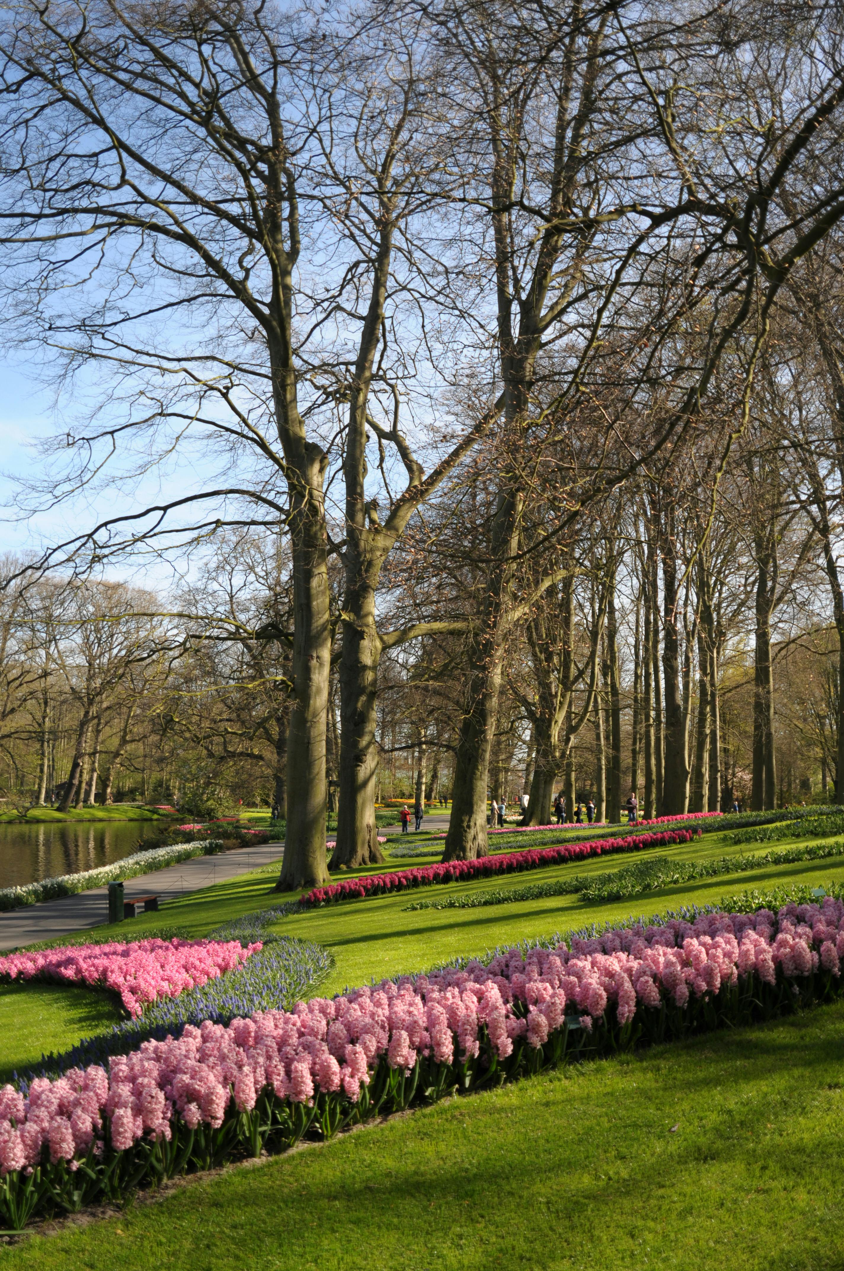 Garden 5