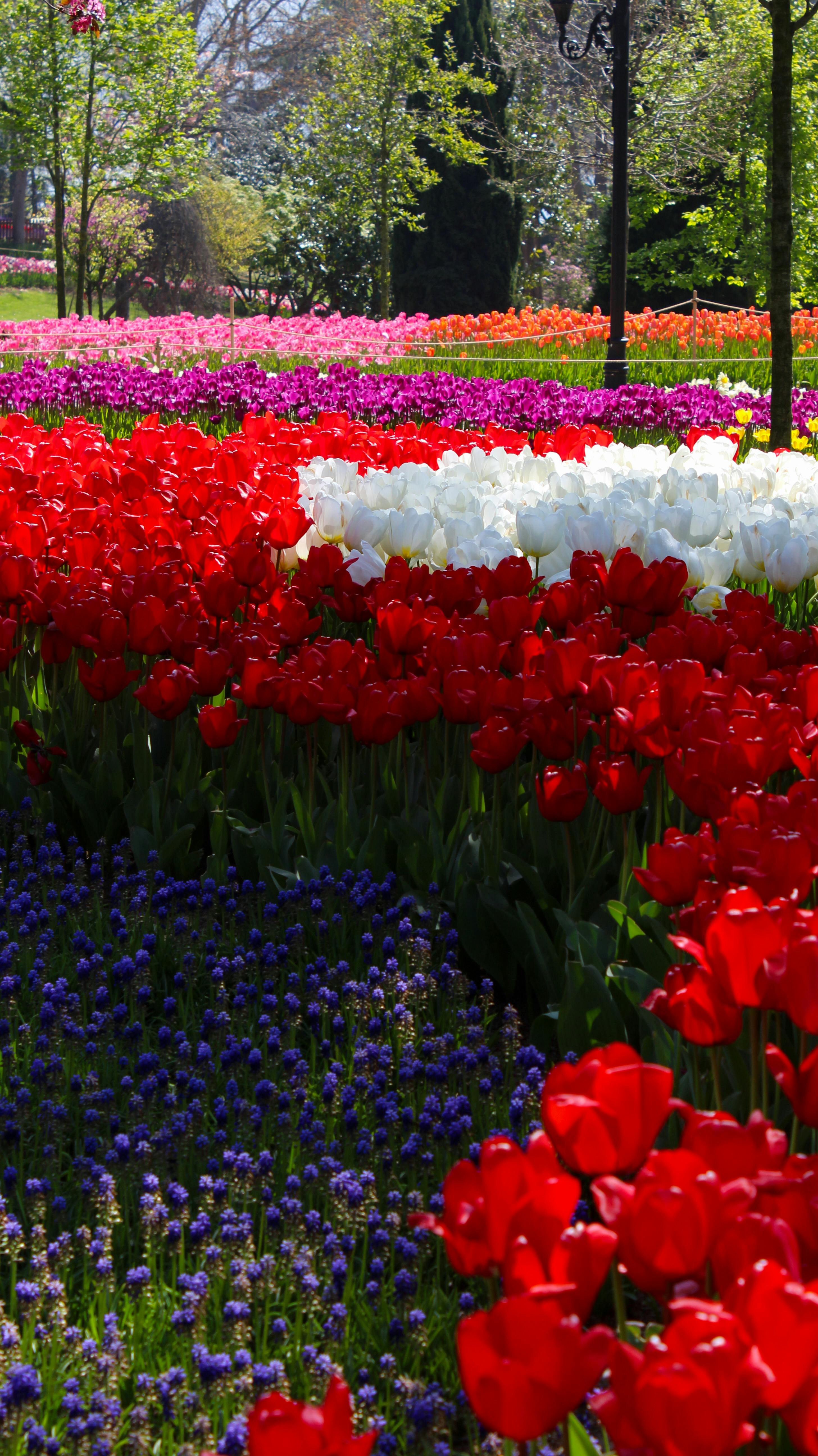 Garden 7